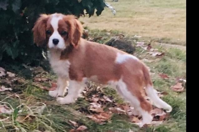 Cavalier King Charles Spaniel Puppies breeder image 1