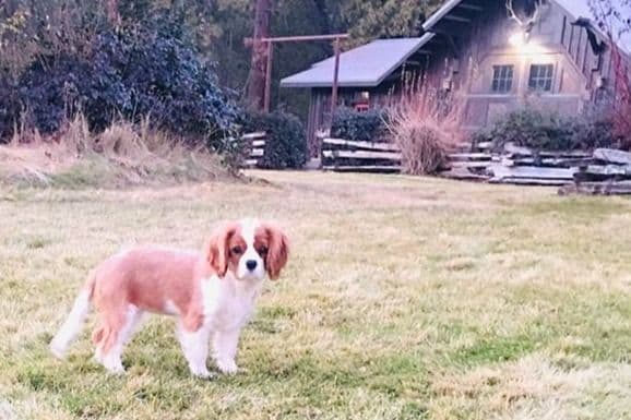 Cavalier King Charles Spaniel Puppies breeder image 5