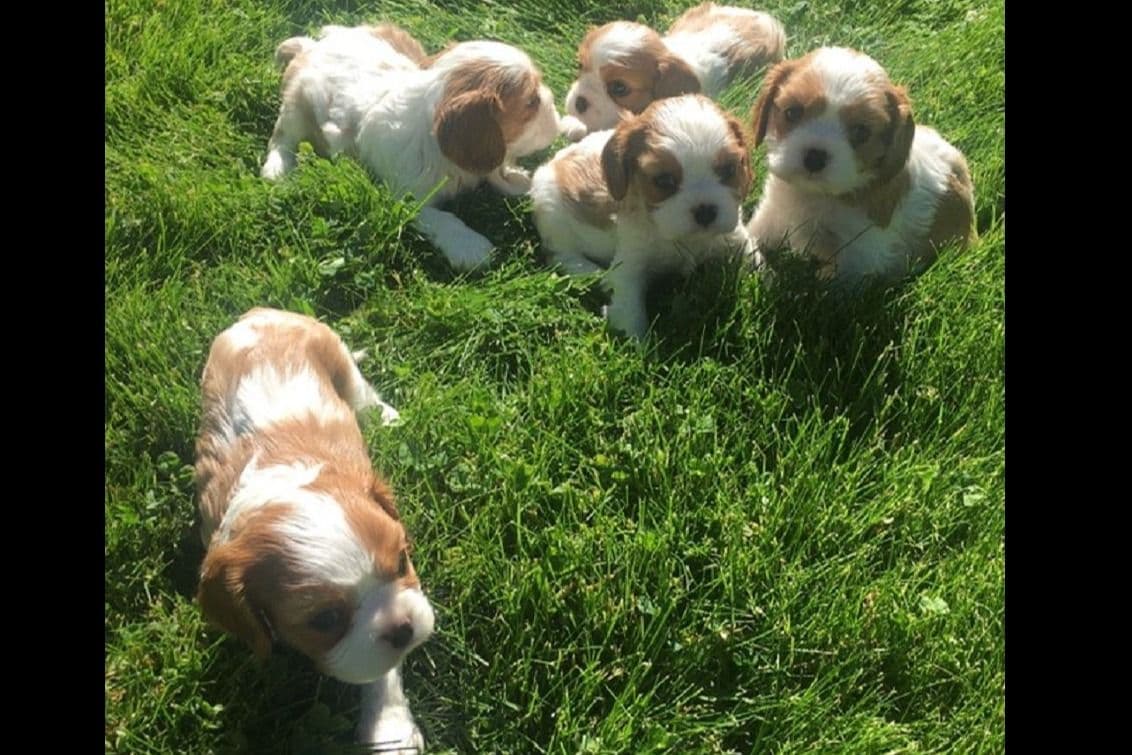 Cavalier King Charles Spaniel Puppies breeder image 6