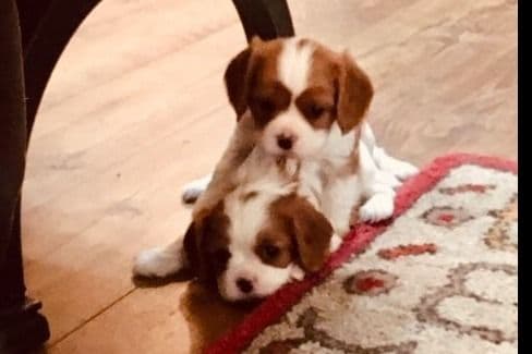Cavalier King Charles Spaniel Puppies breeder image 7