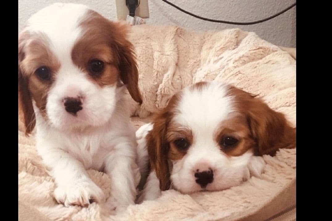Cavalier King Charles Spaniel Puppies breeder image 8