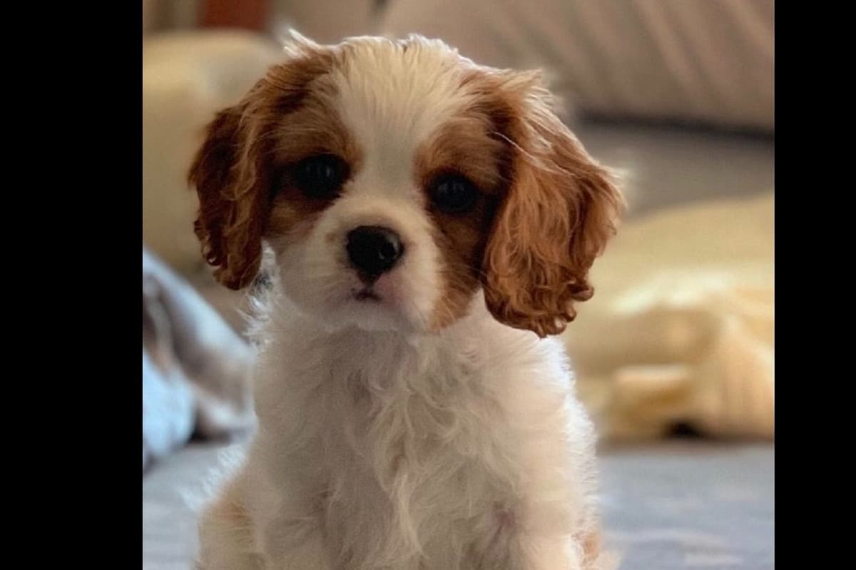 Cavalier King Charles Spaniel Puppies breeder image 9