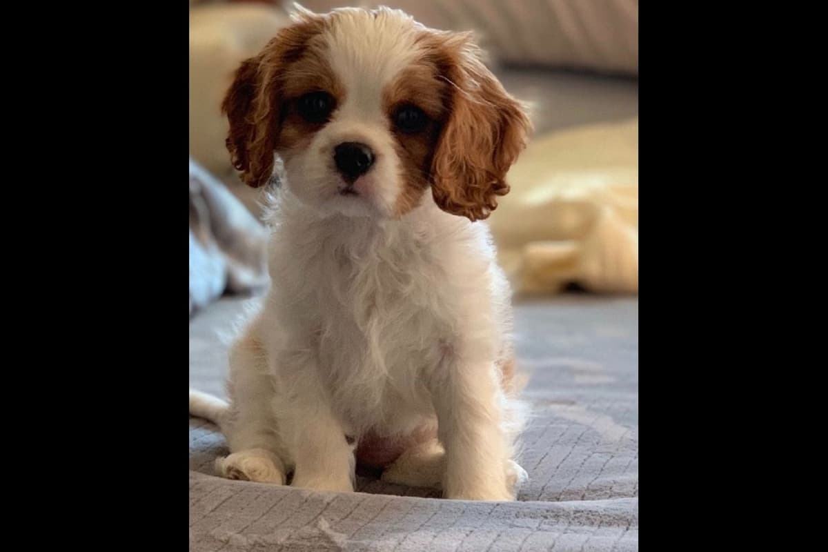 Cavalier King Charles Spaniel Puppies breeder image 10