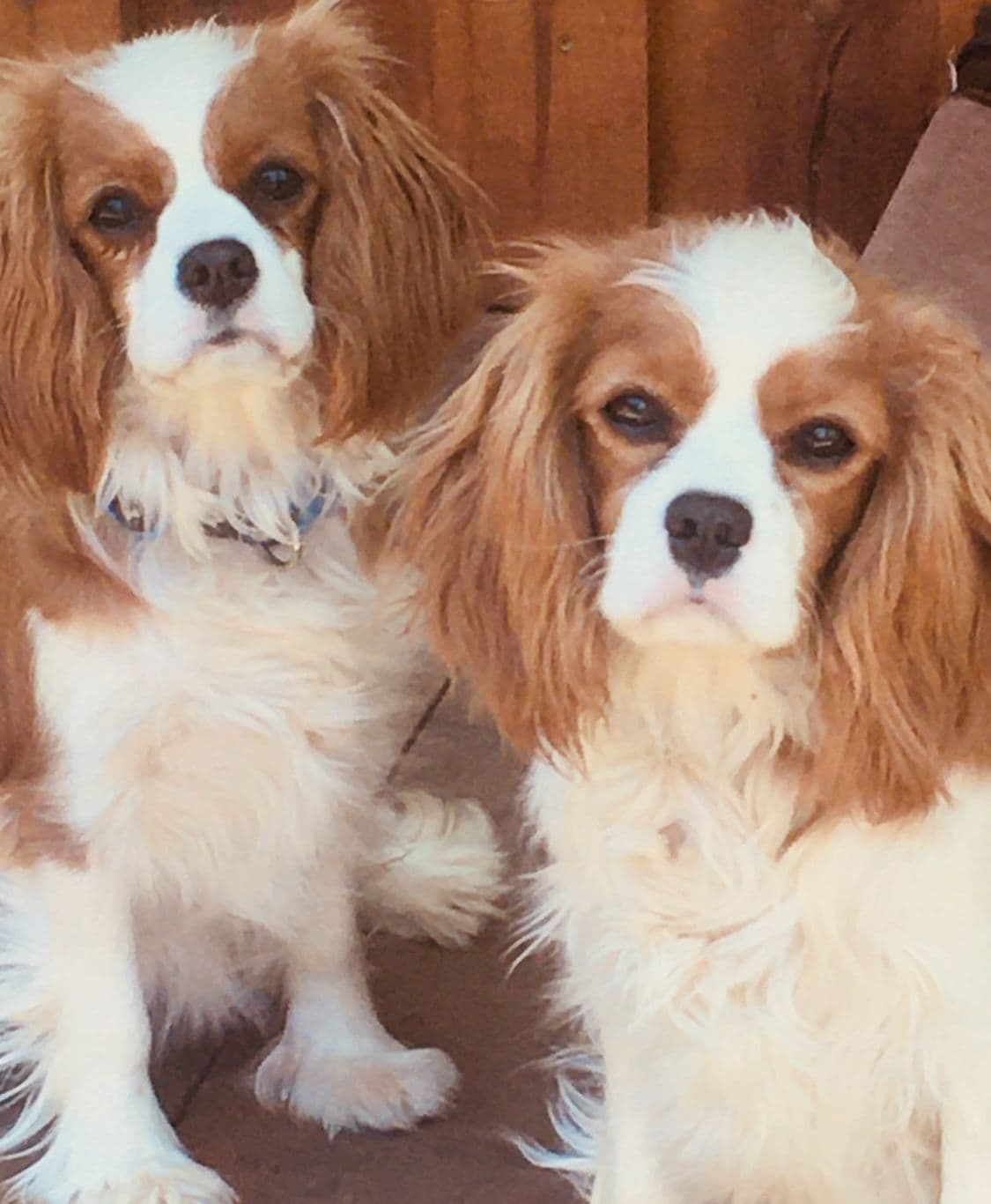 Cavalier King Charles Spaniel Puppies breeder image 11