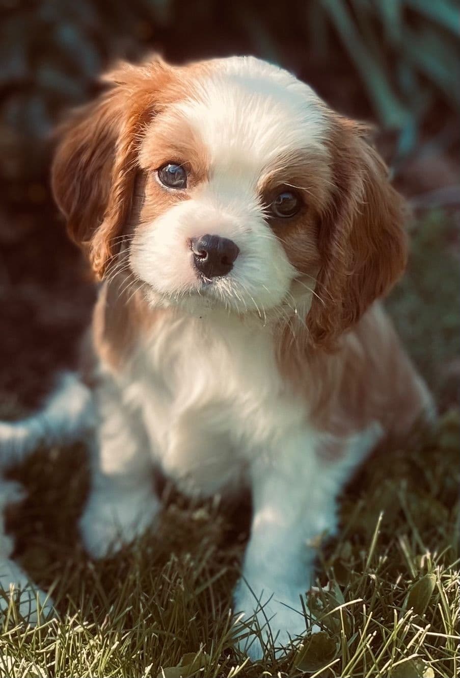 Cavalier King Charles Spaniel Puppies breeder image 12
