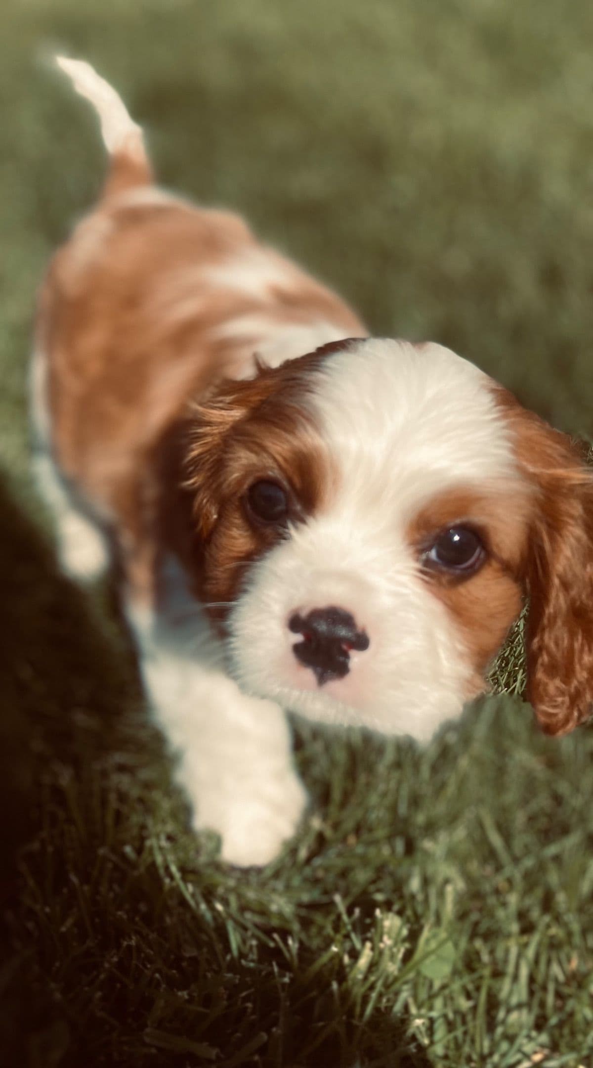 Cavalier King Charles Spaniel Puppies breeder image 13