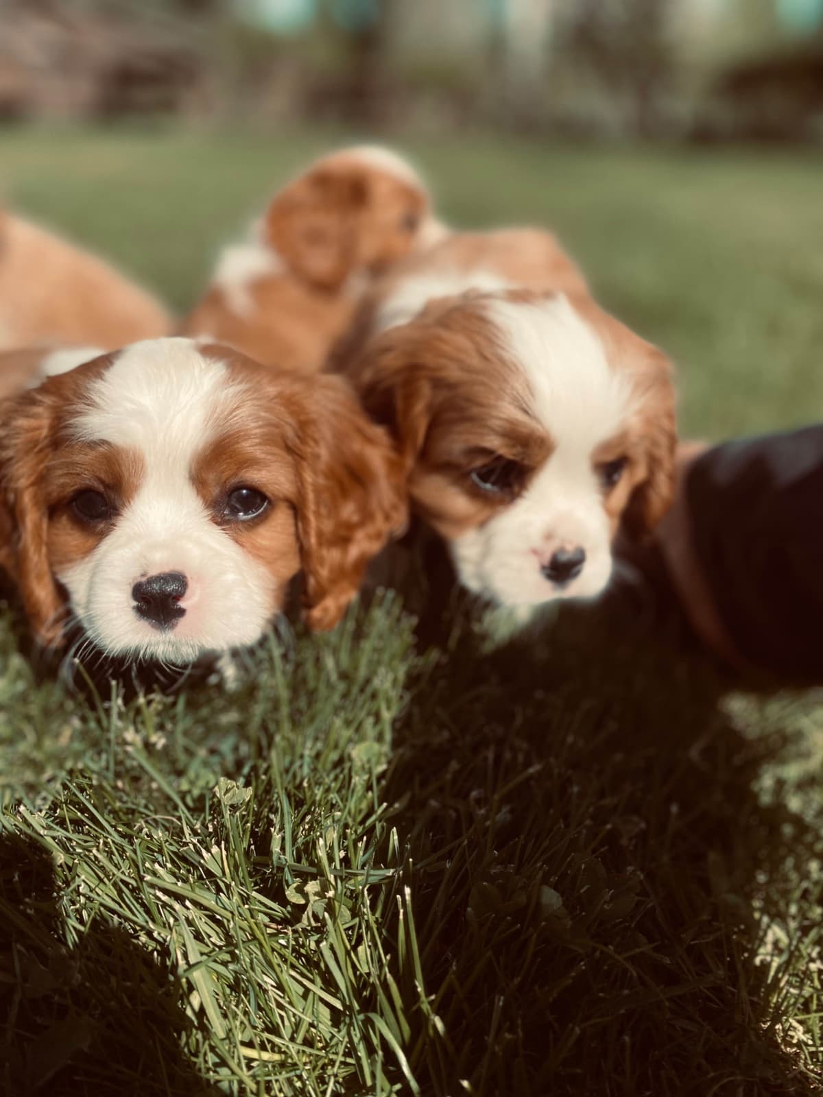 Cavalier King Charles Spaniel Puppies breeder image 14