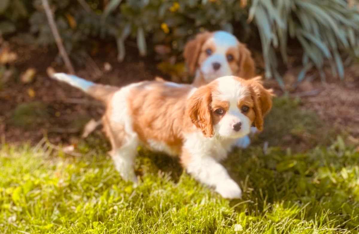 Cavalier King Charles Spaniel Puppies breeder image 15