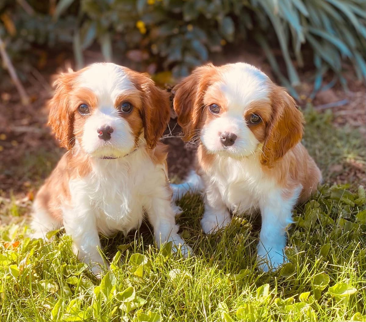 Cavalier King Charles Spaniel Puppies breeder image 16