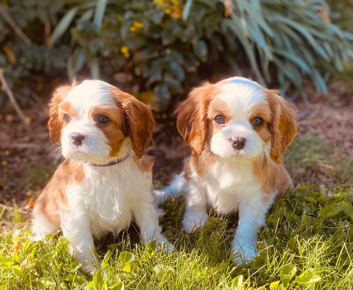 Cavalier King Charles Spaniel Puppies breeder image 17