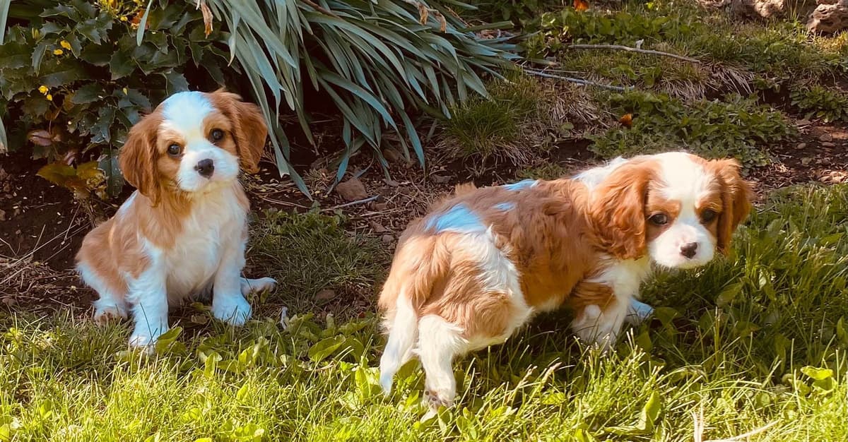 Cavalier King Charles Spaniel Puppies breeder image 18