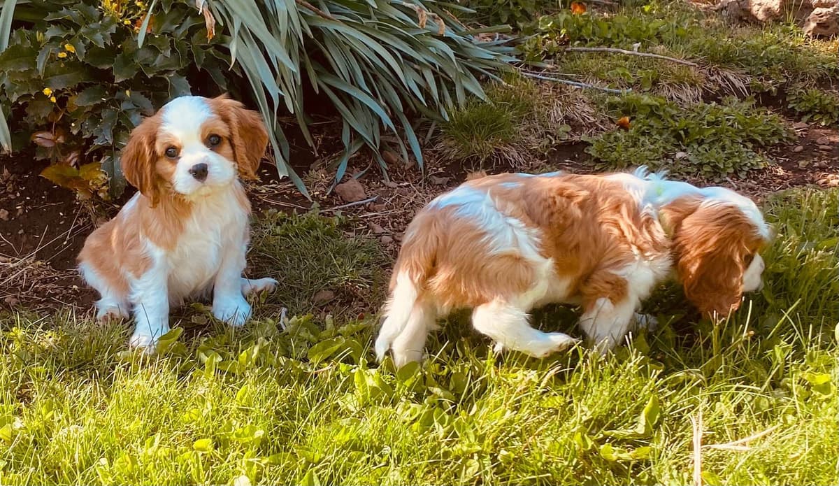 Cavalier King Charles Spaniel Puppies breeder image 19