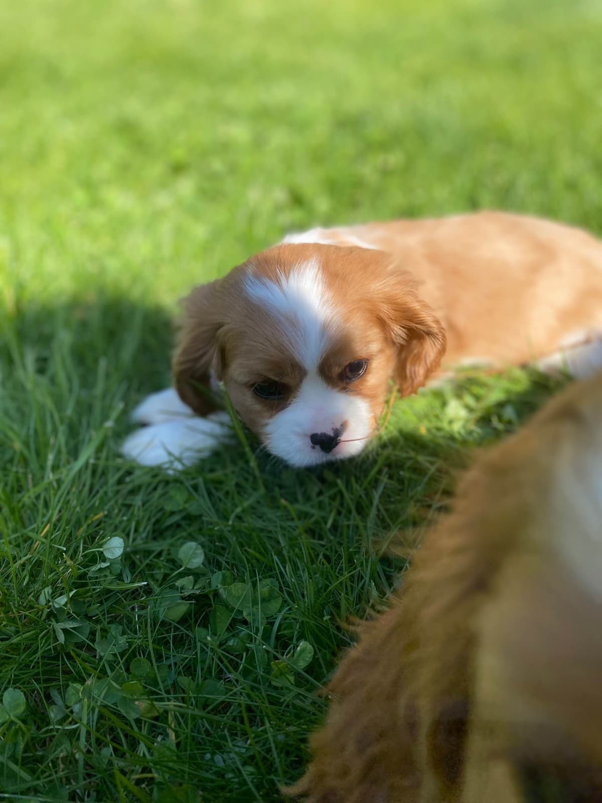 Cavalier King Charles Spaniel Puppies breeder image 20