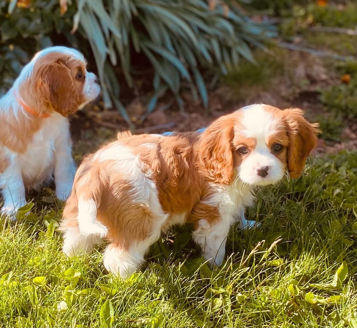Cavalier King Charles Spaniel Puppies breeder image 21
