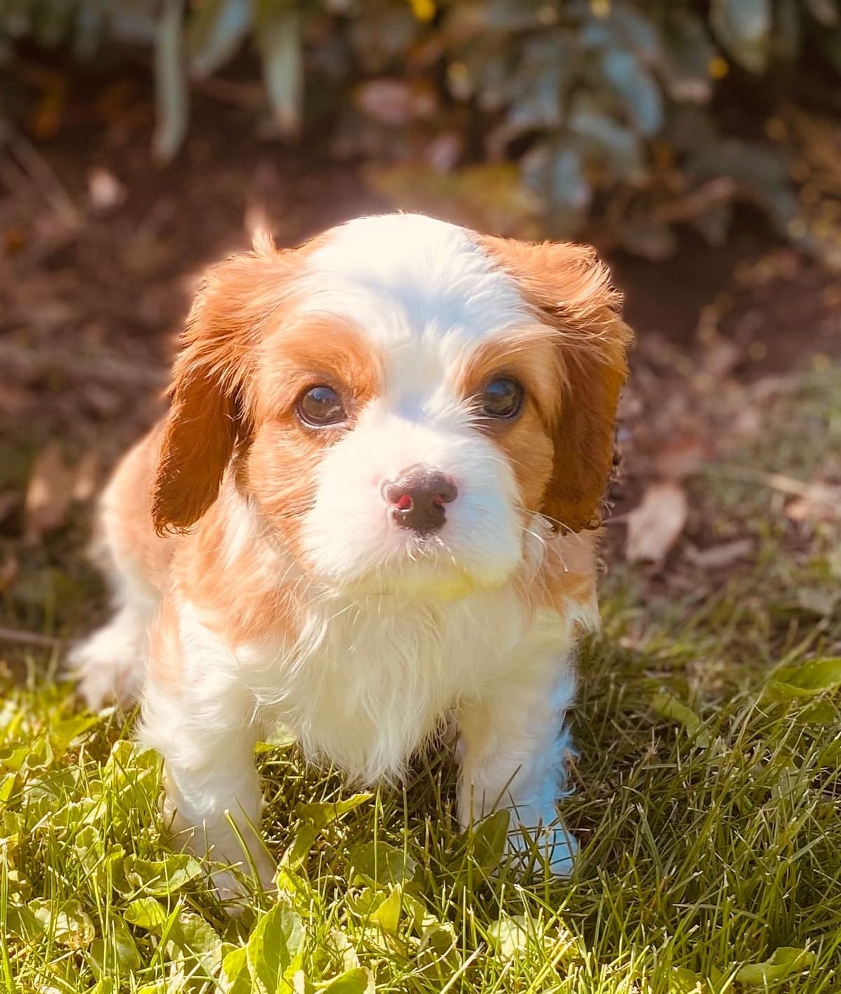 Cavalier King Charles Spaniel Puppies breeder image 22