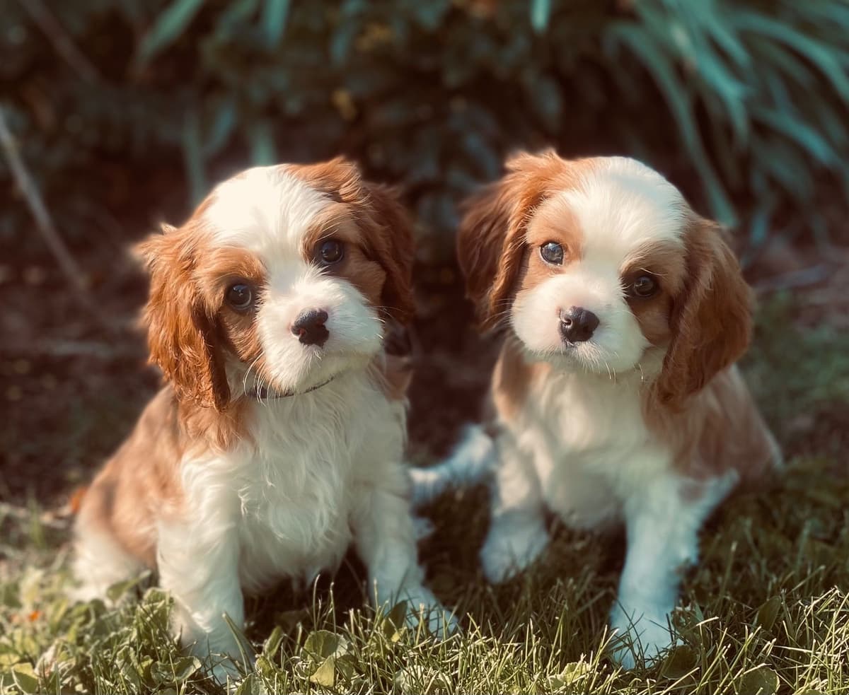 Cavalier King Charles Spaniel Puppies breeder image 23