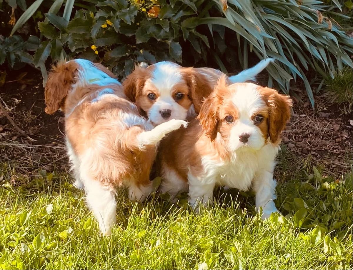 Cavalier King Charles Spaniel Puppies breeder image 24