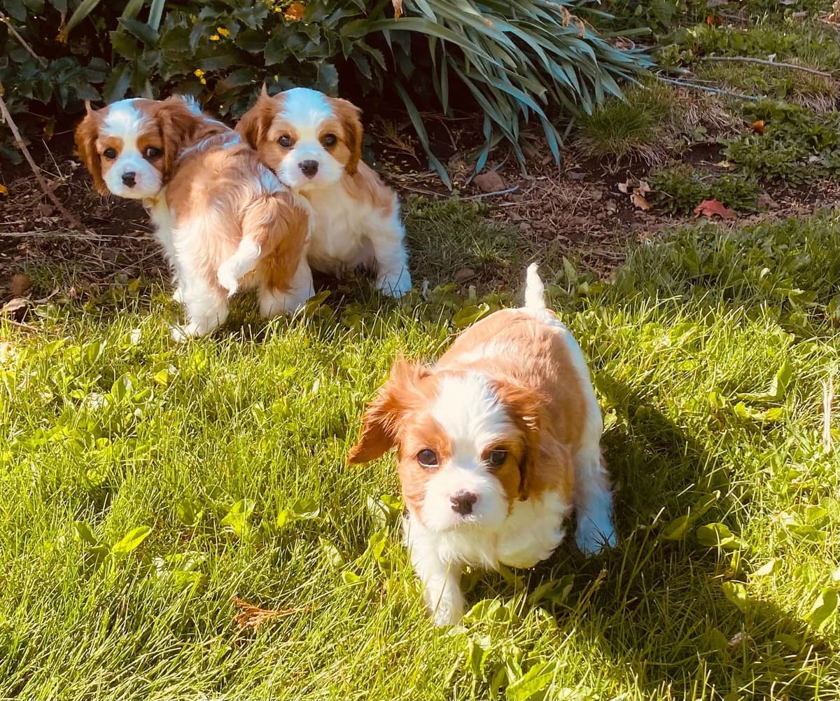 Cavalier King Charles Spaniel Puppies breeder image 25