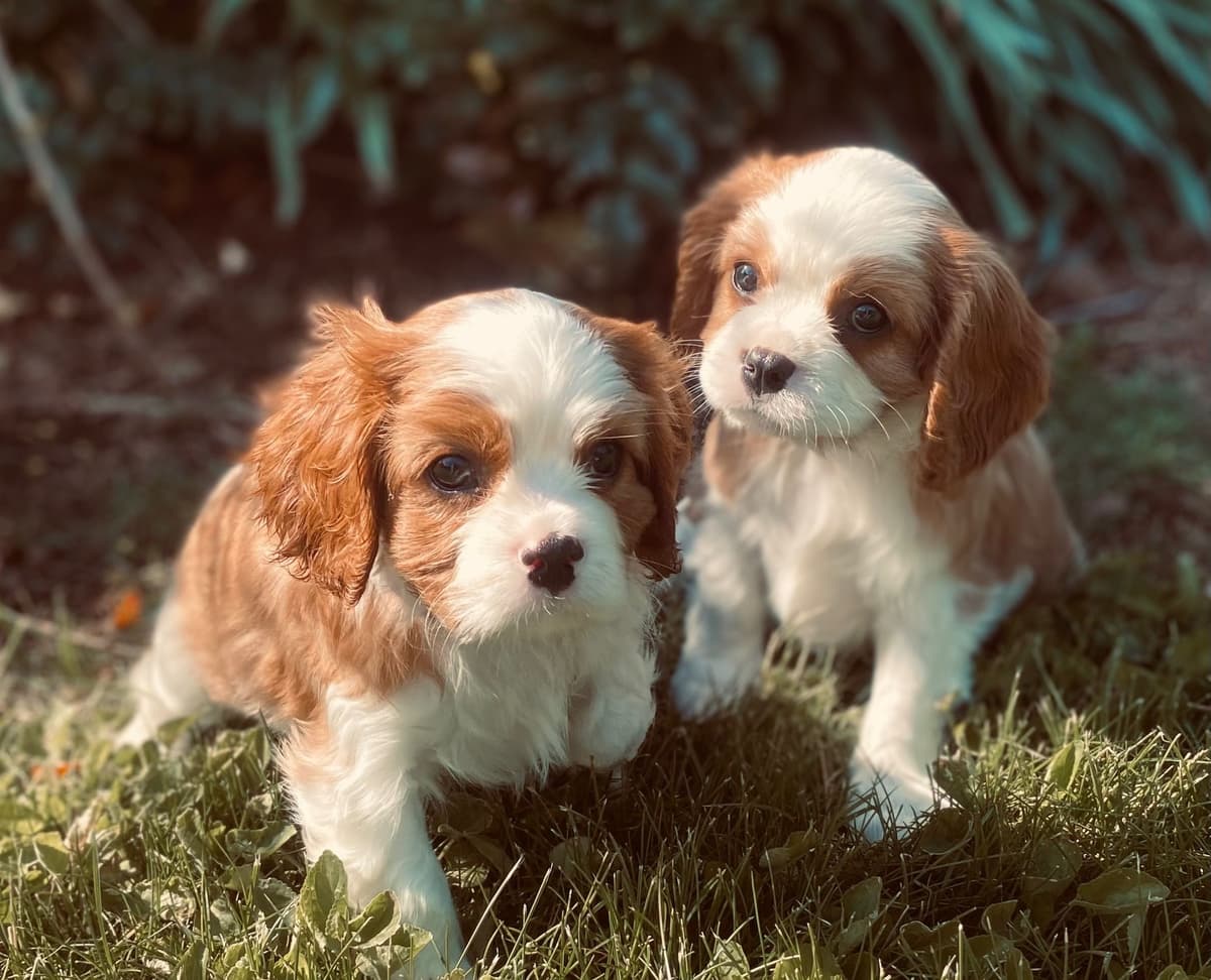 Cavalier King Charles Spaniel Puppies breeder image 26