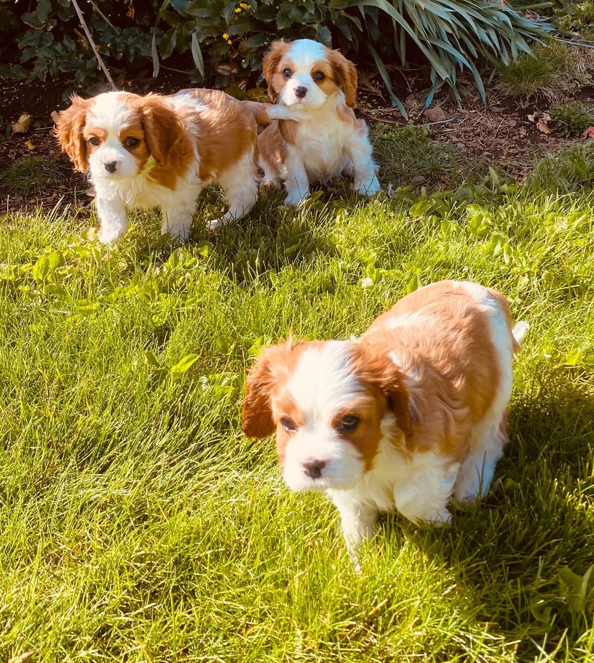 Cavalier King Charles Spaniel Puppies breeder image 27