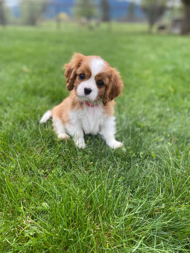 Cavalier King Charles Spaniel Puppies media 2