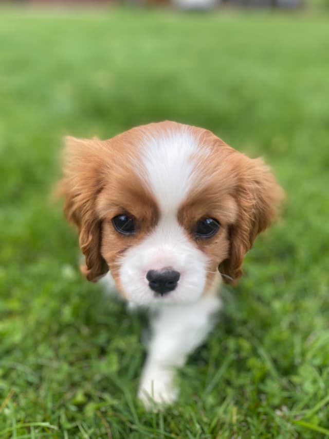 Cavalier King Charles Spaniel Puppies media 4