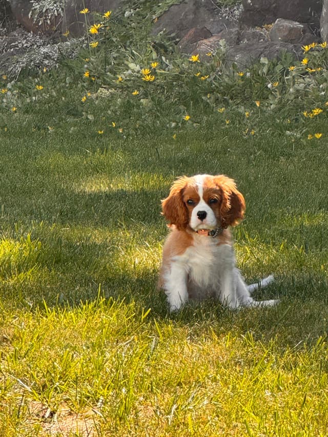 Cavalier King Charles Spaniel Puppies media 5