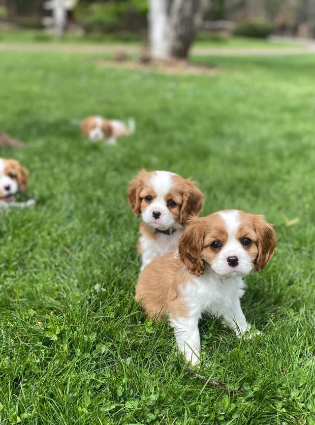 Cavalier King Charles Spaniel Puppies media 6