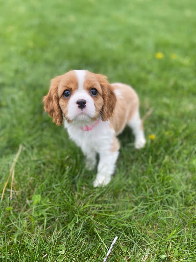 Cavalier King Charles Spaniel Puppies media 7