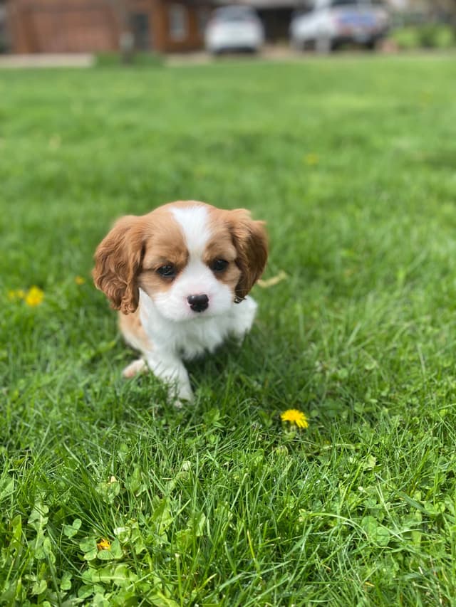 Cavalier King Charles Spaniel Puppies media 8