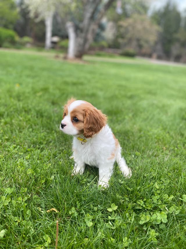 Cavalier King Charles Spaniel Puppies media 9