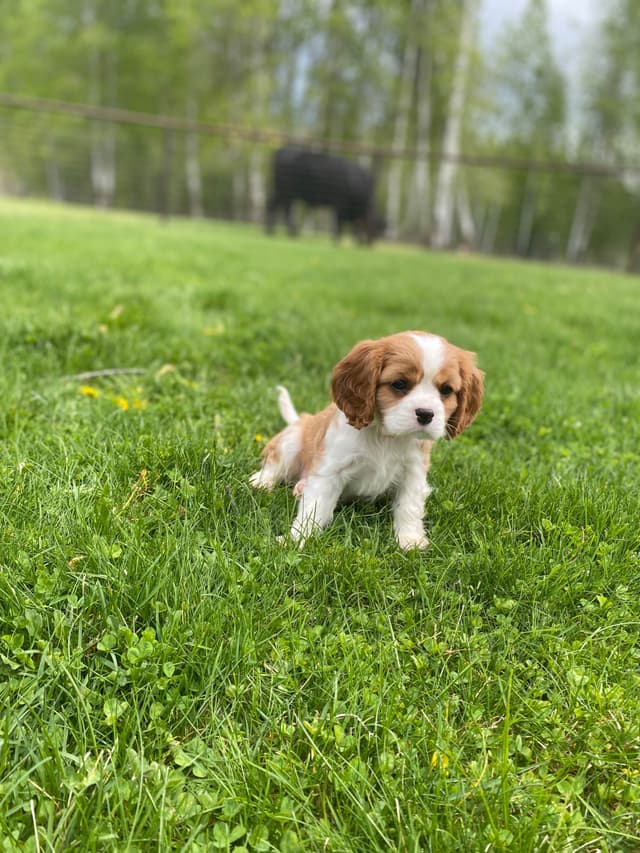 Cavalier King Charles Spaniel Puppies media 10