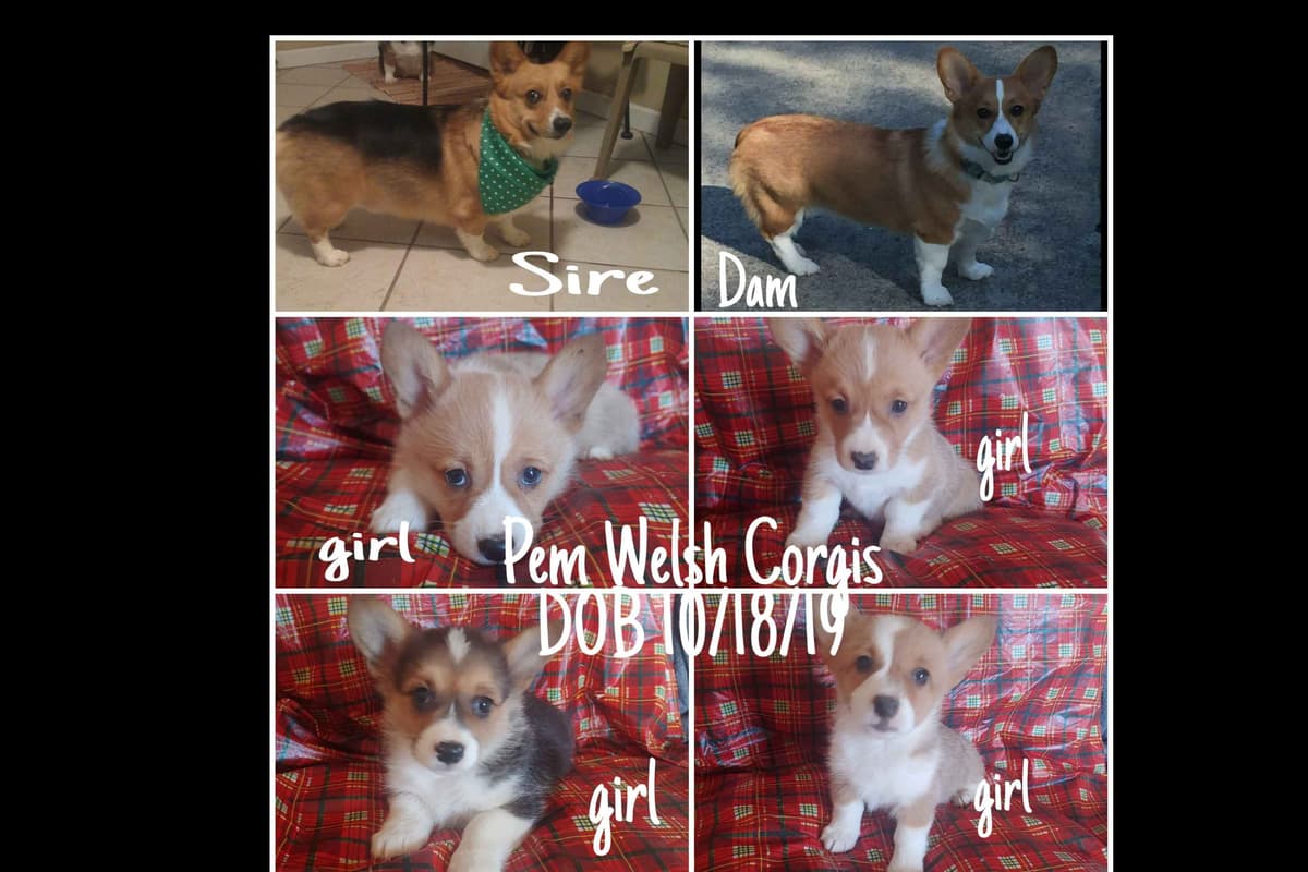 Pembroke Welsh Corgi Puppies breeder image 1