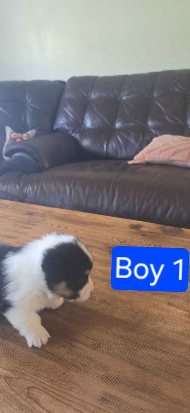 Pembroke Welsh Corgi Puppies media 2