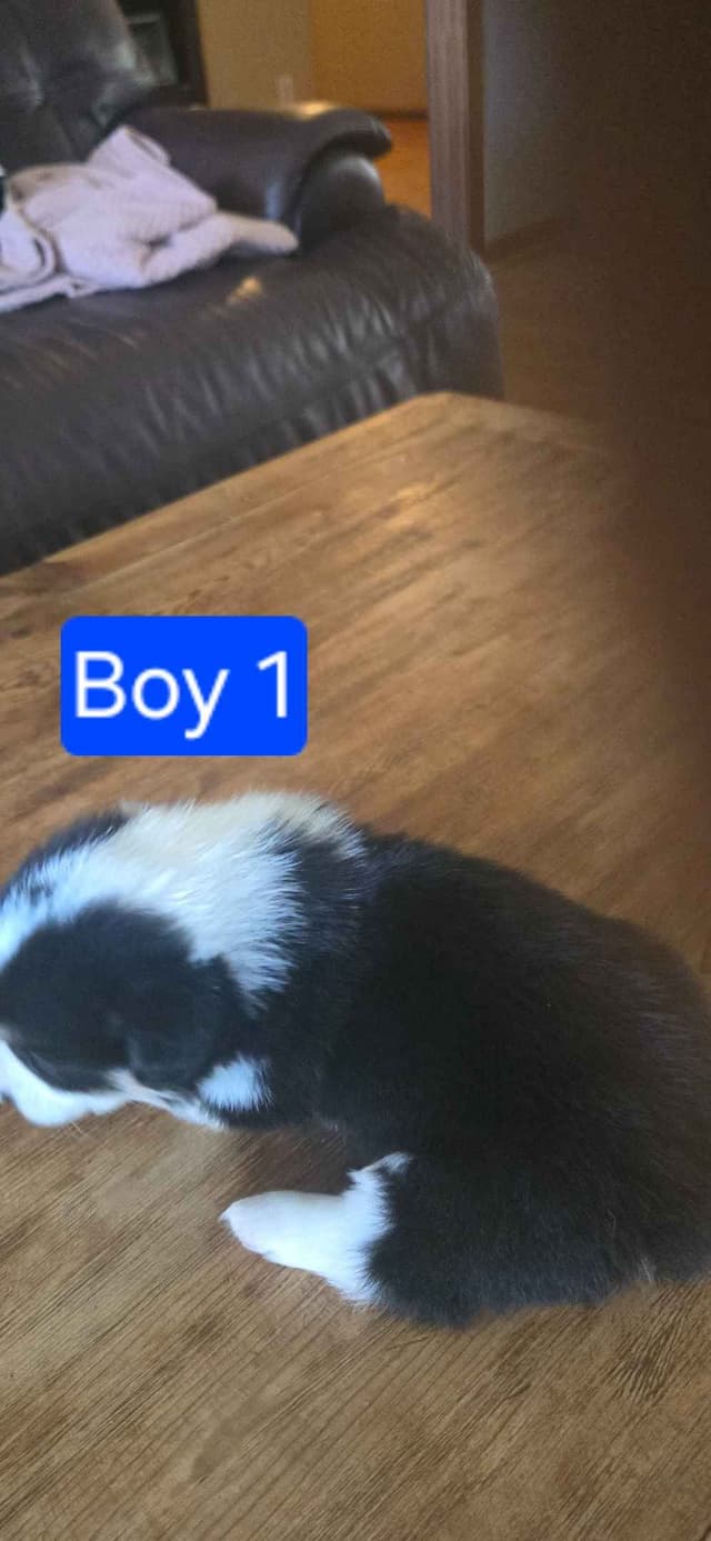 Pembroke Welsh Corgi Puppies media 4