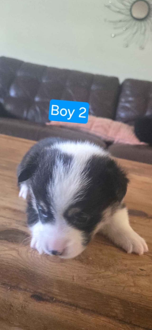 Pembroke Welsh Corgi Puppies media 5