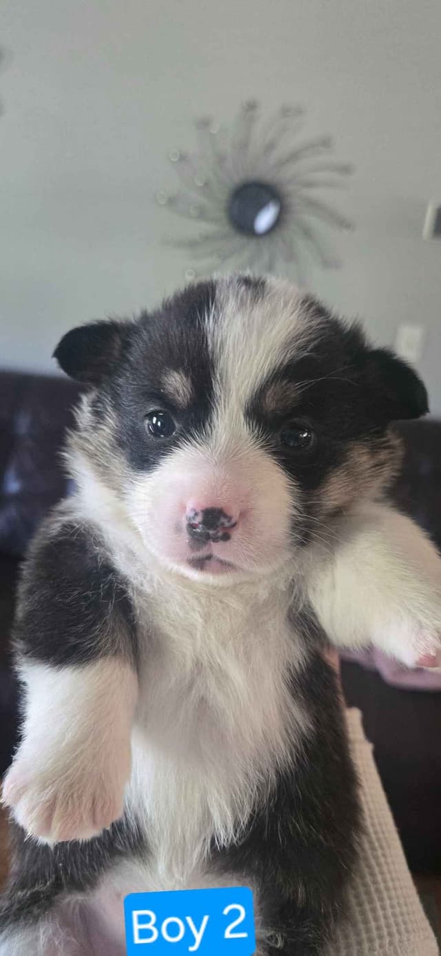Pembroke Welsh Corgi Puppies media 8