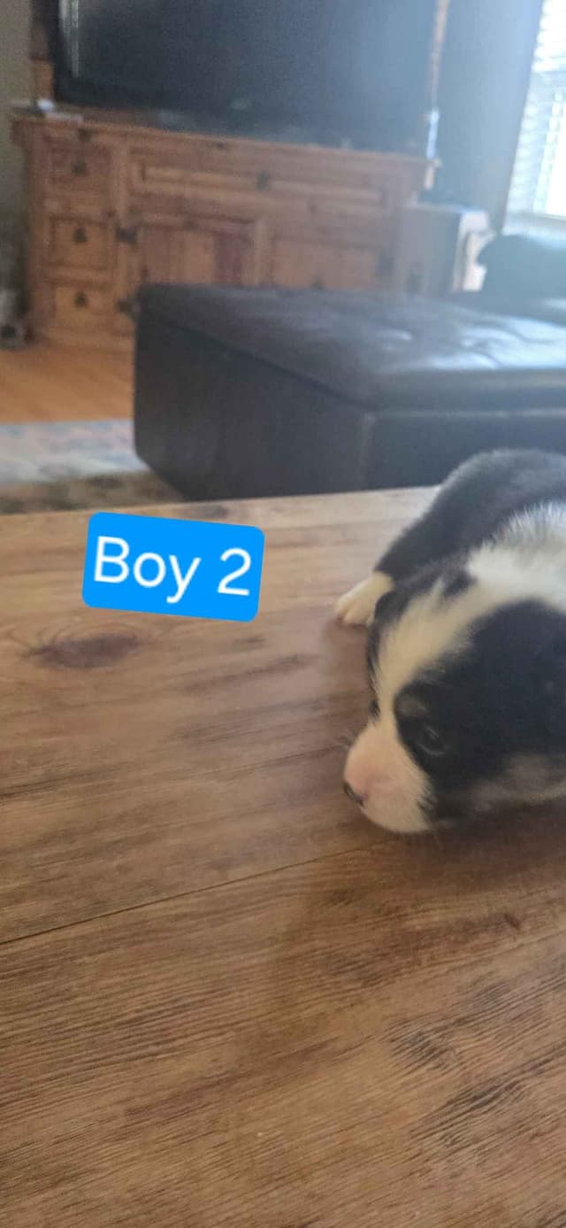 Pembroke Welsh Corgi Puppies media 6