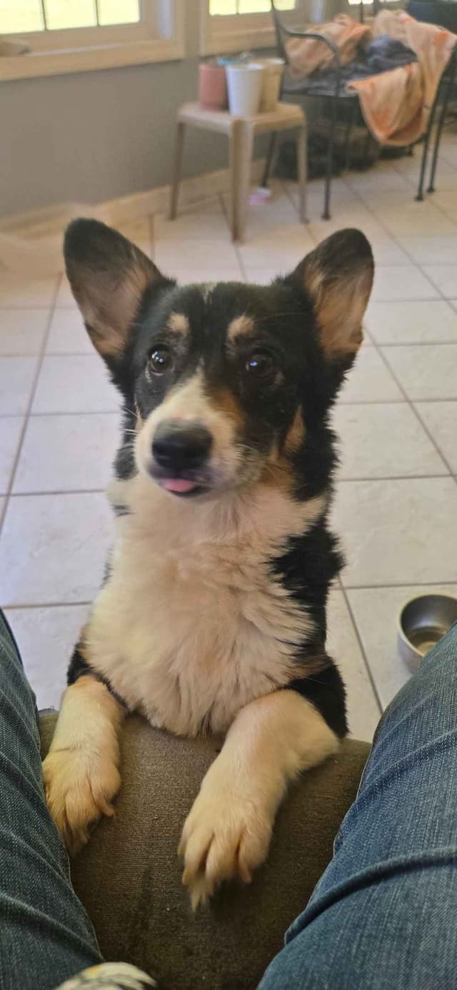 Pembroke Welsh Corgi Puppies media 10