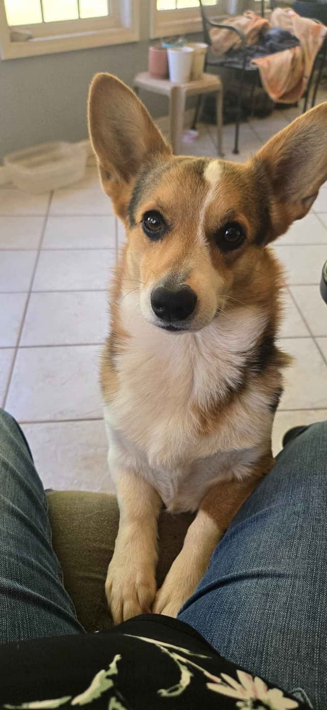 Pembroke Welsh Corgi Puppies media 9