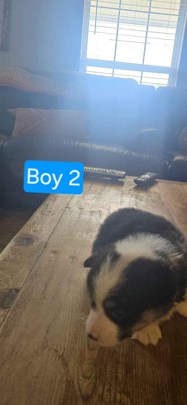 Pembroke Welsh Corgi Puppies media 12
