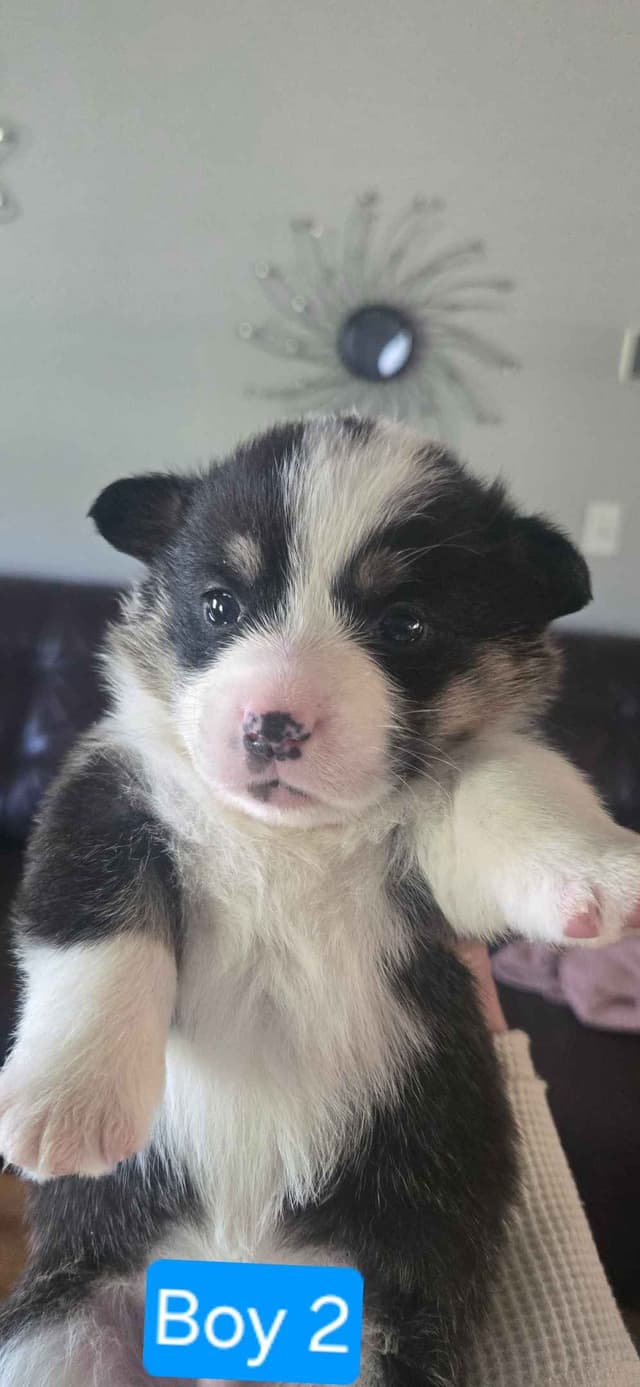 Pembroke Welsh Corgi Puppies media 13