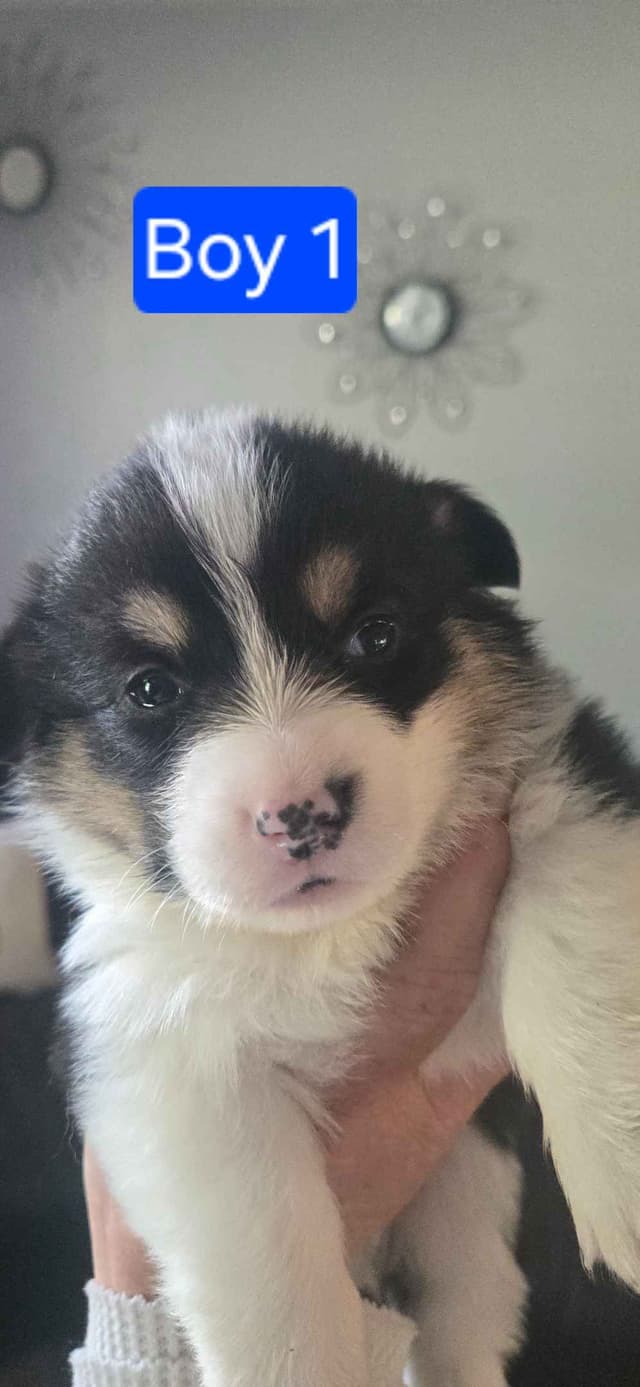 Pembroke Welsh Corgi Puppies media 16