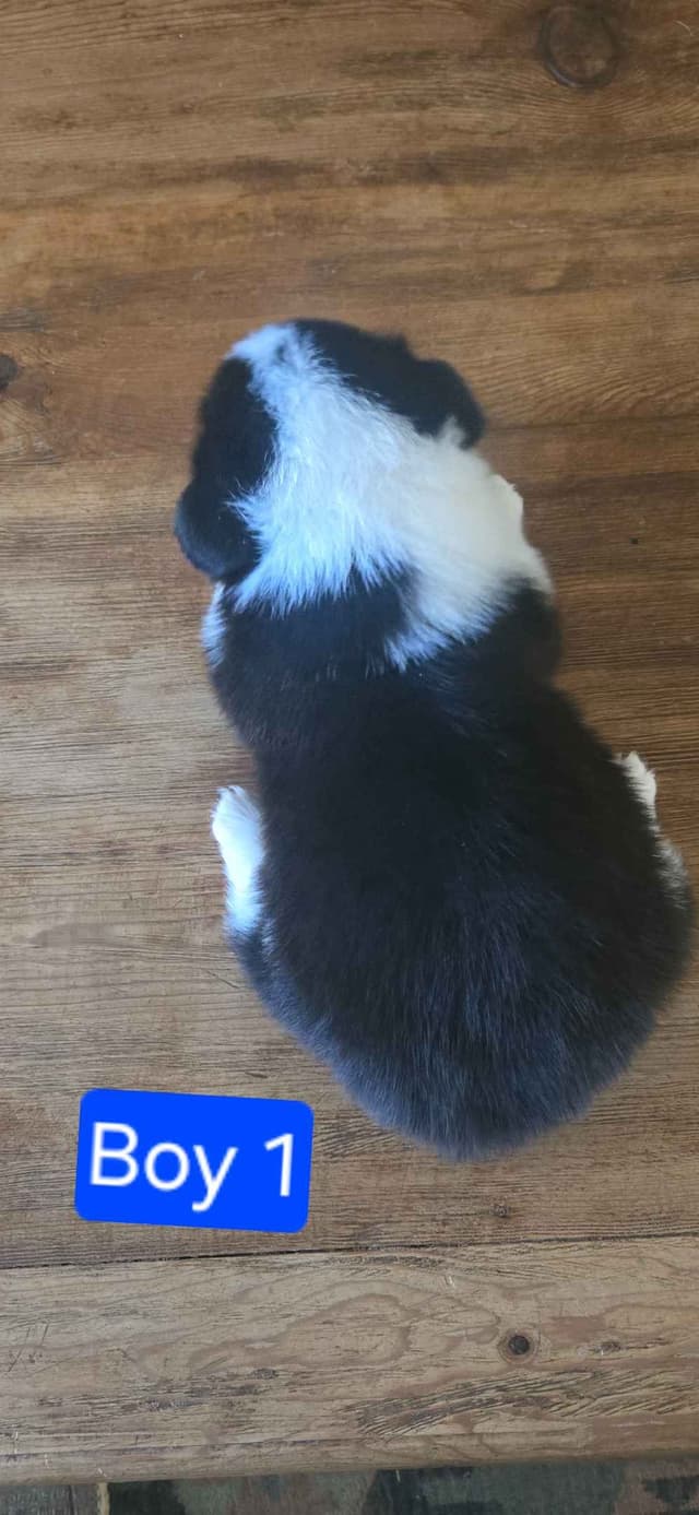 Pembroke Welsh Corgi Puppies media 15