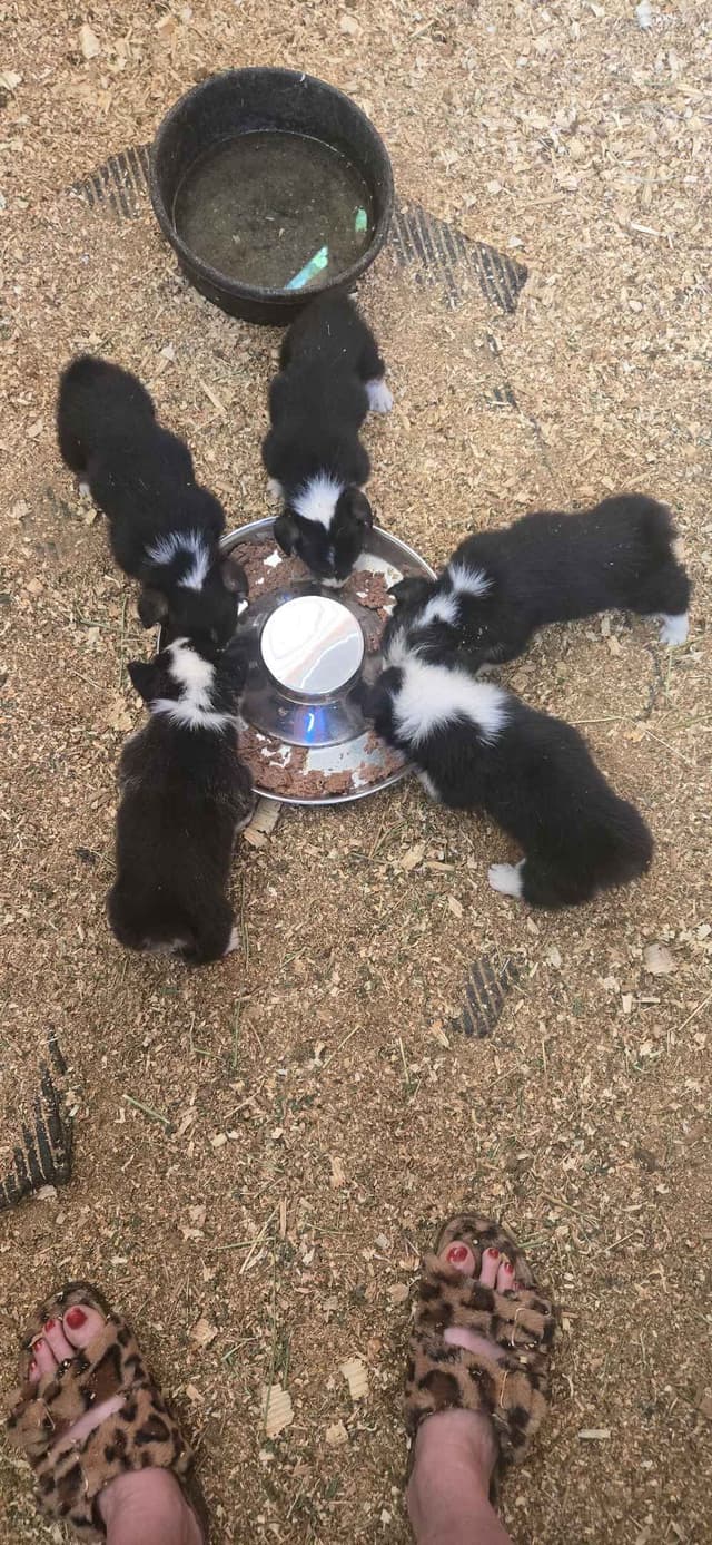 Pembroke Welsh Corgi Puppies media 18