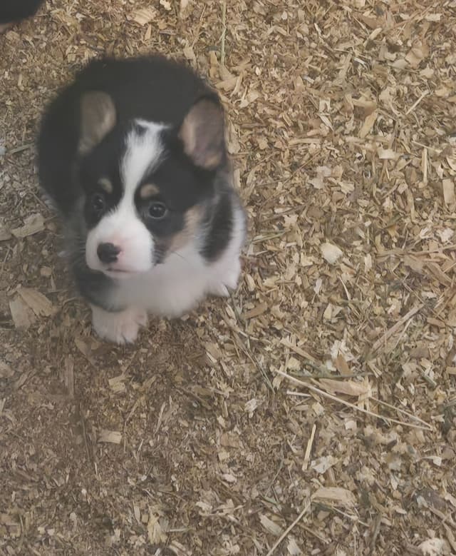 Pembroke Welsh Corgi Puppies media 20