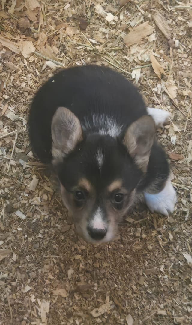 Pembroke Welsh Corgi Puppies media 21