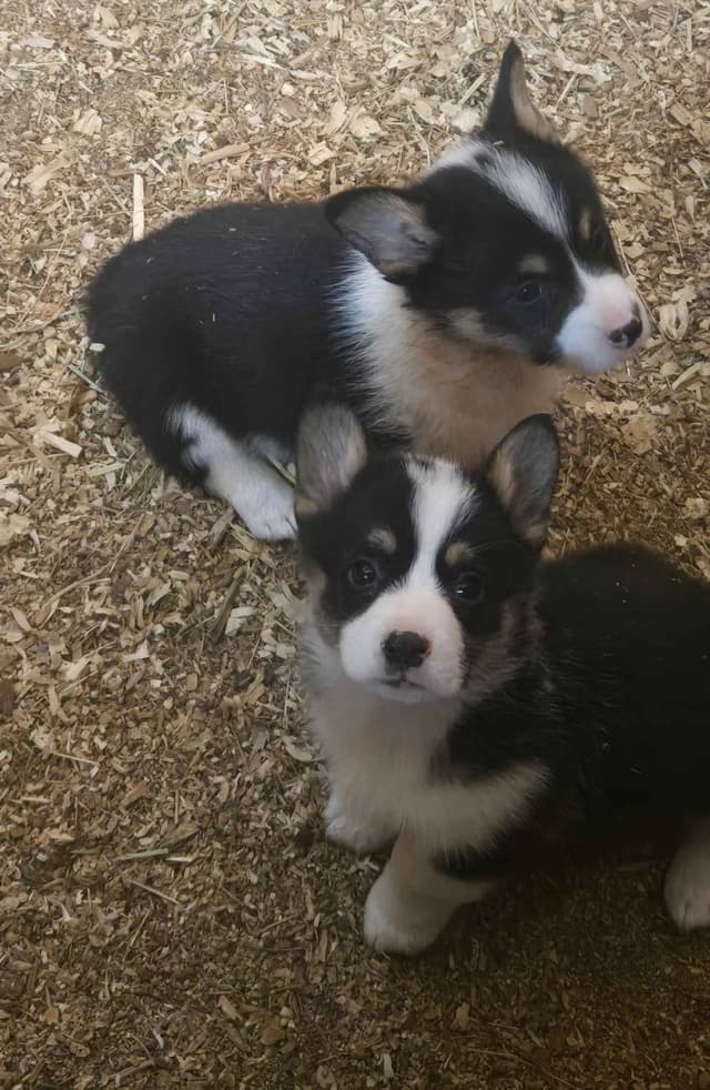 Pembroke Welsh Corgi Puppies media 22