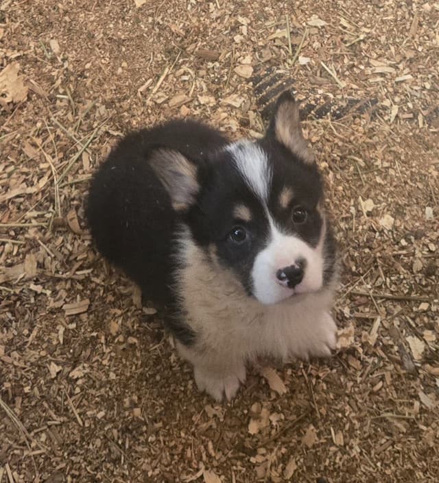 Pembroke Welsh Corgi Puppies media 23