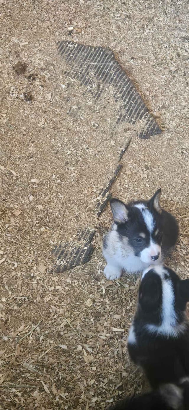 Pembroke Welsh Corgi Puppies media 24